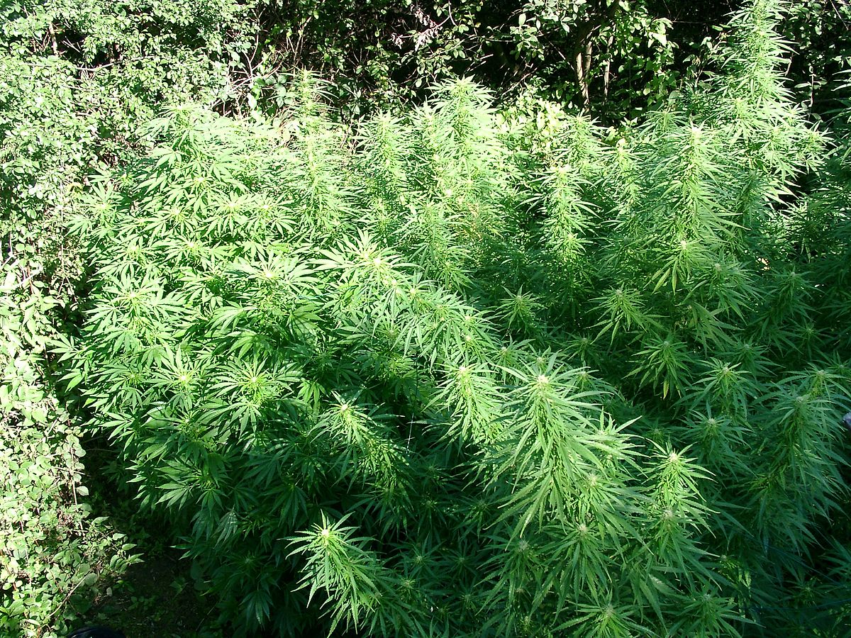 Want to learn how to guerrilla grow a crop like this? ... photo by CC user Freetoast on wikimedia