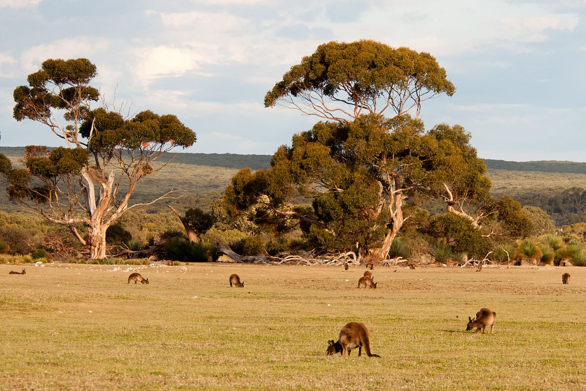 Kangaroo Island is a great place to travel on a cruise from Melbourne ... photo by CC user Paul Asman and Jill Lenoble on Flickr