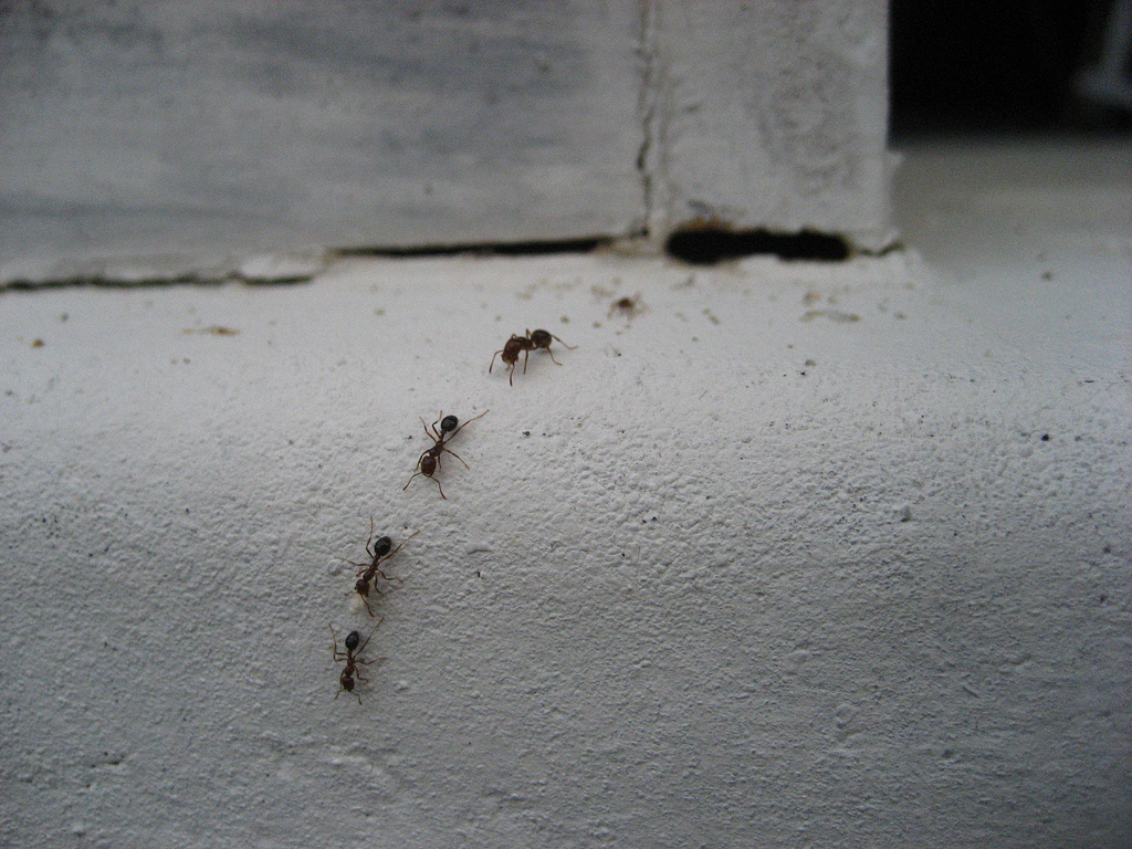Pest Invasions such as ants are caused by avoidable situations...
