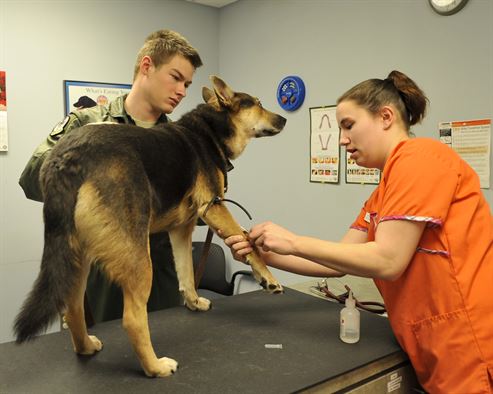 Learn Basic First Aid for Dogs, and the doc will be able to do more for your pooch