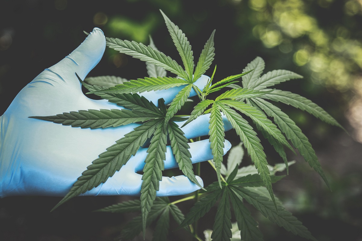 Cannabis Users