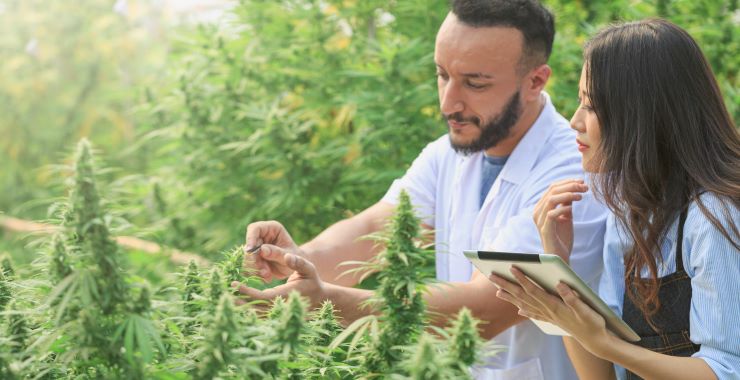 Cannabis Users